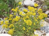 Смотреть изображение Hypericum scabrum