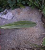 Смотреть изображение Primula auriculata