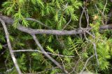 View full-size image genus Juniperus