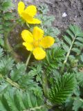 Potentilla anserina