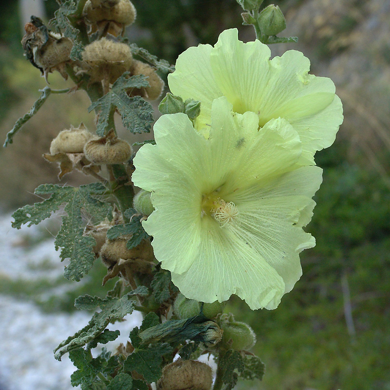 Изображение особи Alcea rugosa.