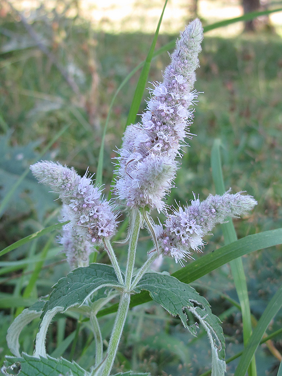 Image of Mentha longifolia specimen.