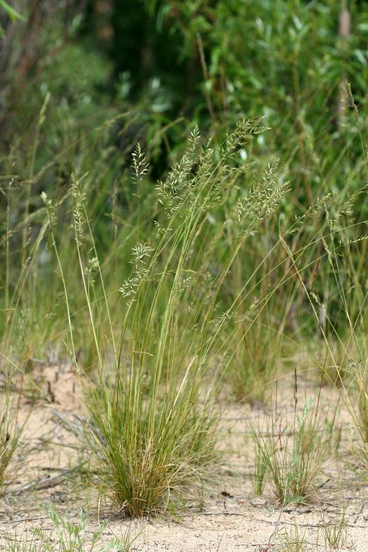 Image of Festuca polesica specimen.