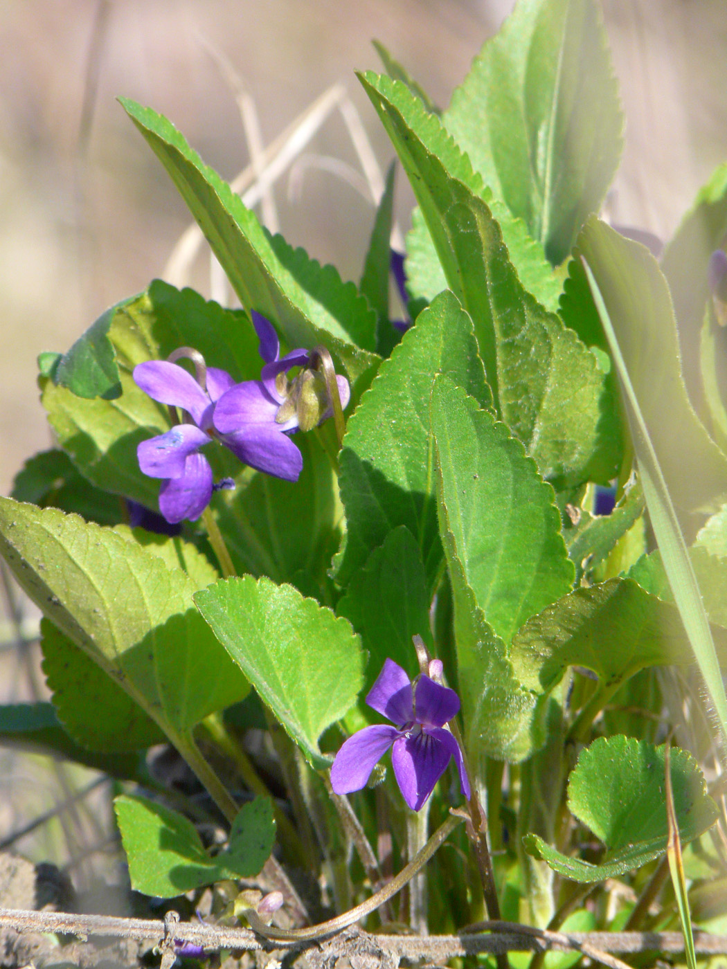 Изображение особи Viola ambigua.