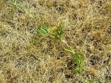Vicia angustifolia. Плодоносящее растение в зарослях повилики. Копетдаг, Чули. Май 2011 г.