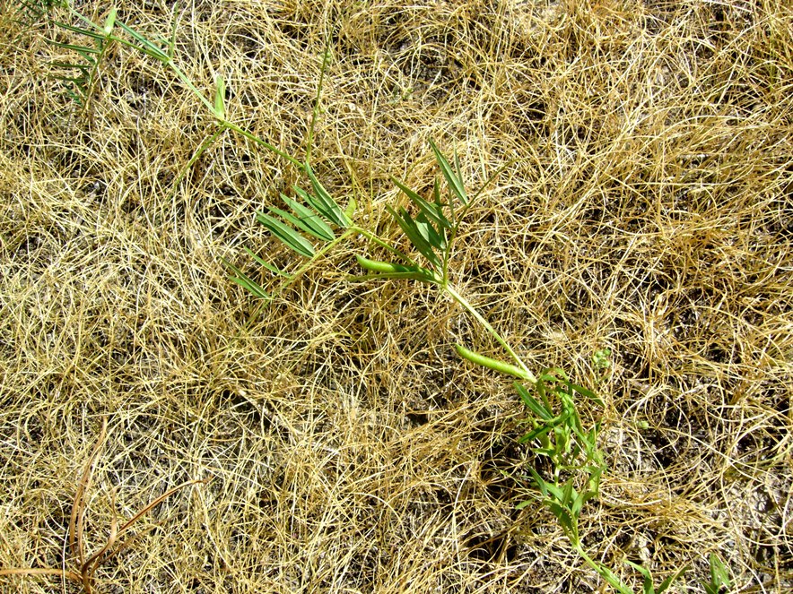 Изображение особи Vicia angustifolia.