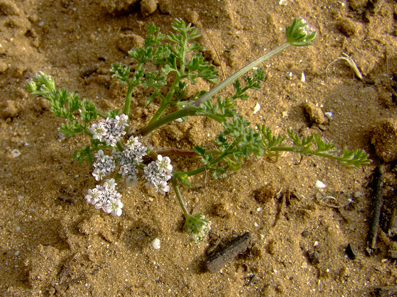 Image of Pseudorlaya pumila specimen.