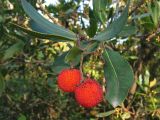 Arbutus unedo