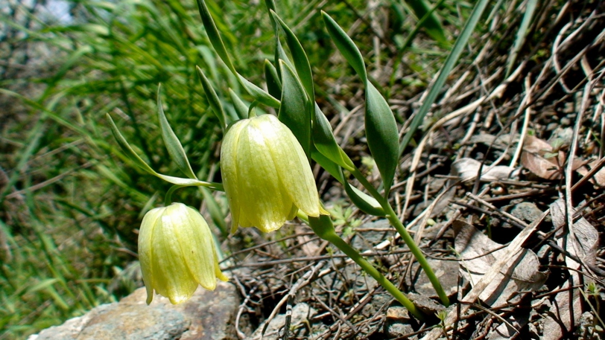 Image of Fritillaria kurdica specimen.