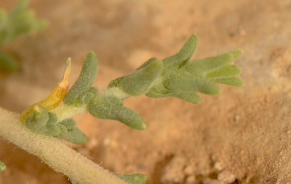 Image of Salsola cyclophylla specimen.