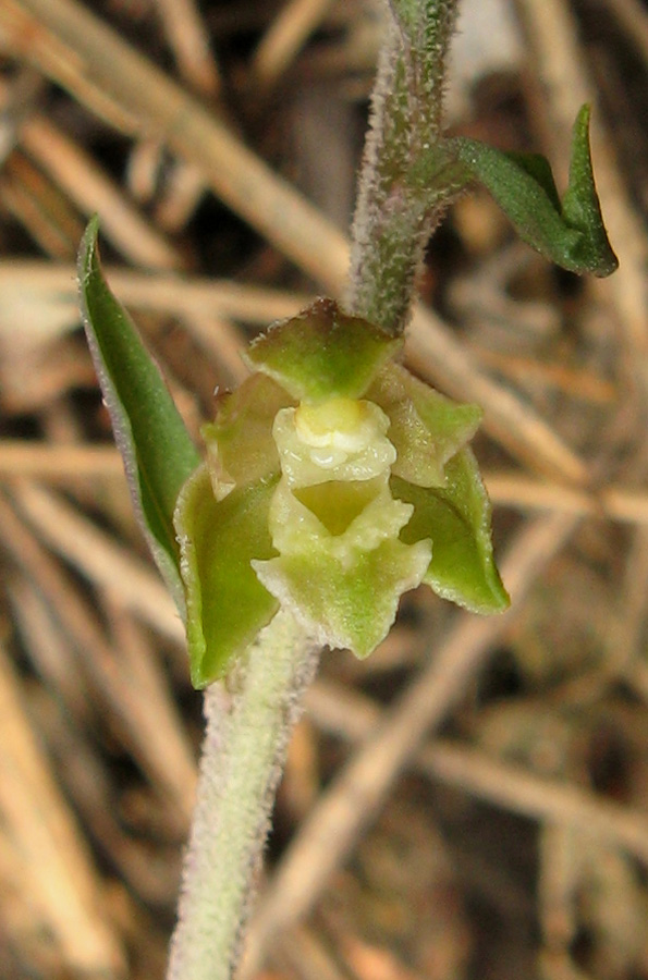 Image of Epipactis microphylla specimen.