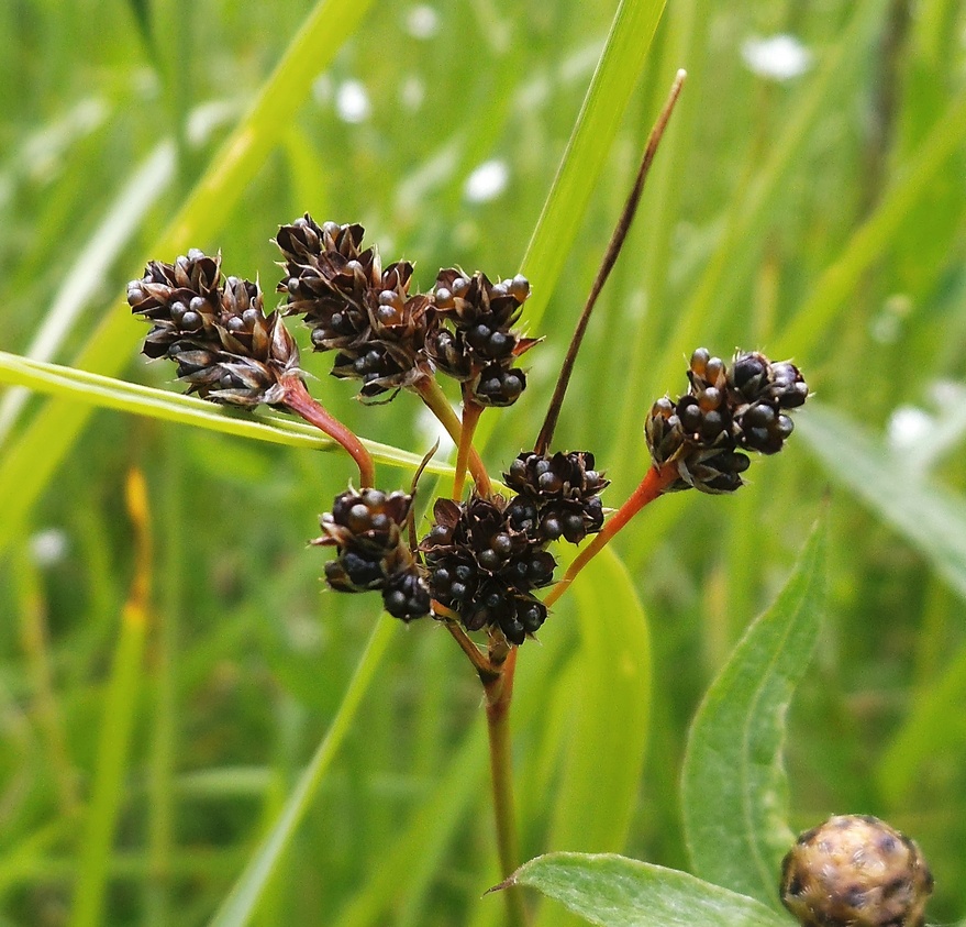 Image of Luzula multiflora specimen.