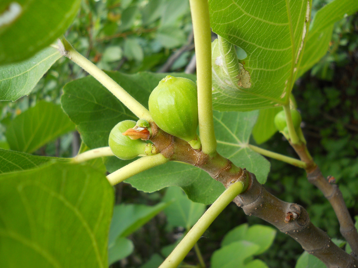 Image of Ficus carica specimen.