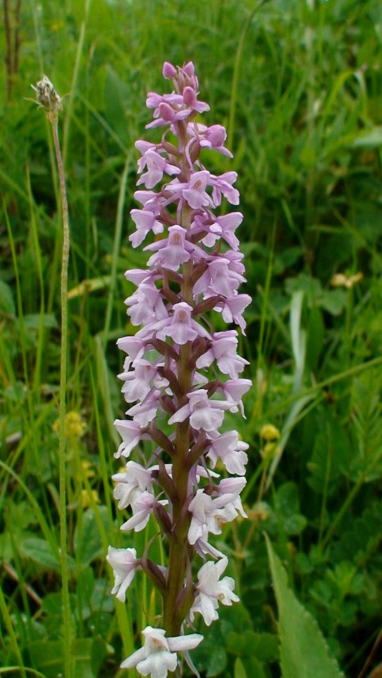 Image of Gymnadenia conopsea specimen.