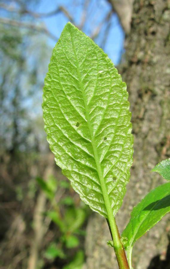 Изображение особи Salix myrsinifolia.