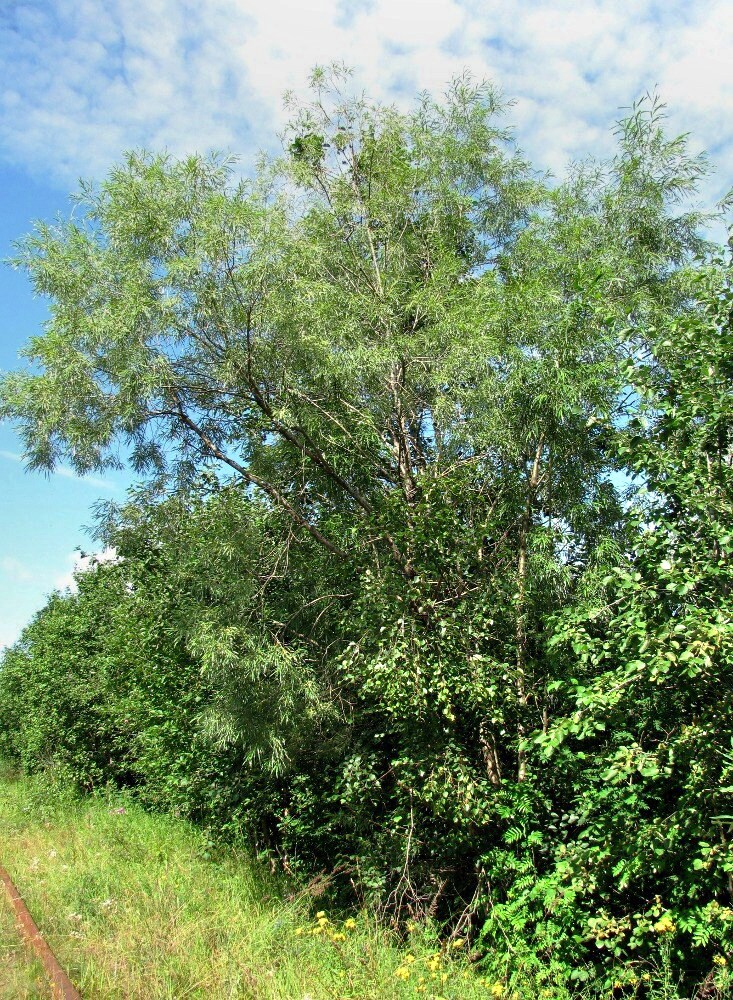 Image of Salix viminalis specimen.