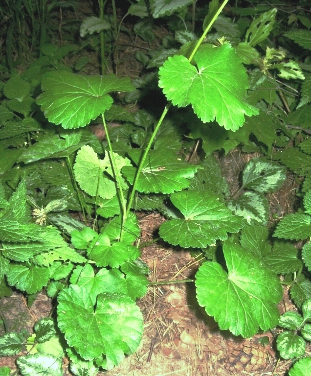 Image of Pimpinella tripartita specimen.