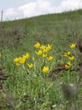 Tulipa biebersteiniana. Цветущие растения в степи. Краснодарский край, сухой южный склон над р. Ея у станицы Шкуринская. Апрель 2008 г.