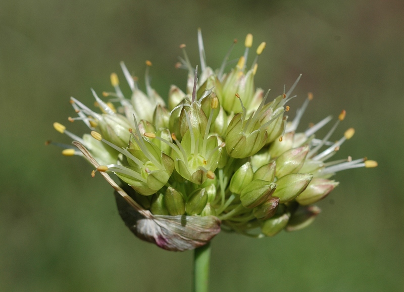 Image of Allium petraeum specimen.