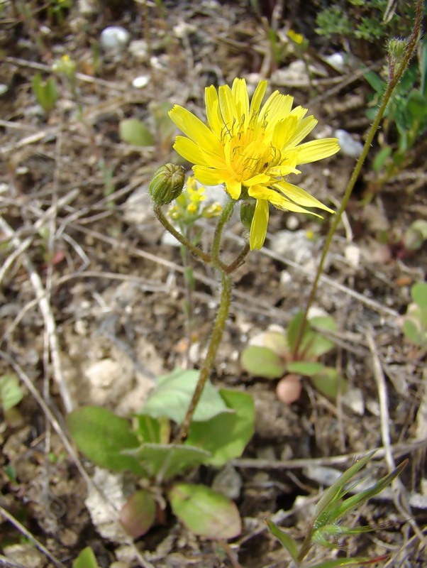 Image of Lagoseris sancta specimen.