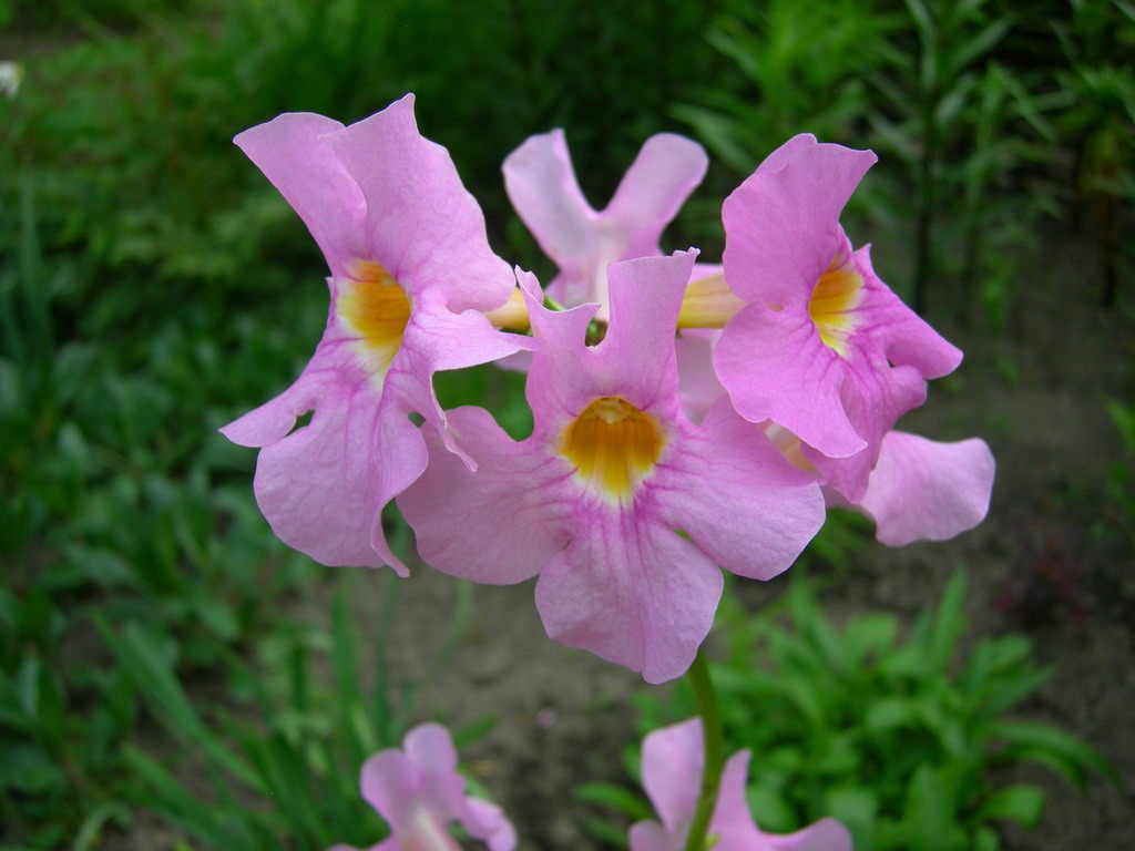 Image of Incarvillea delavayi specimen.