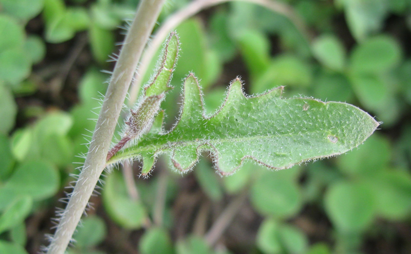 Image of Arabidopsis arenosa specimen.