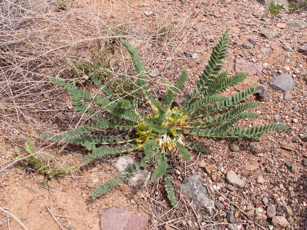 Изображение особи род Astragalus.