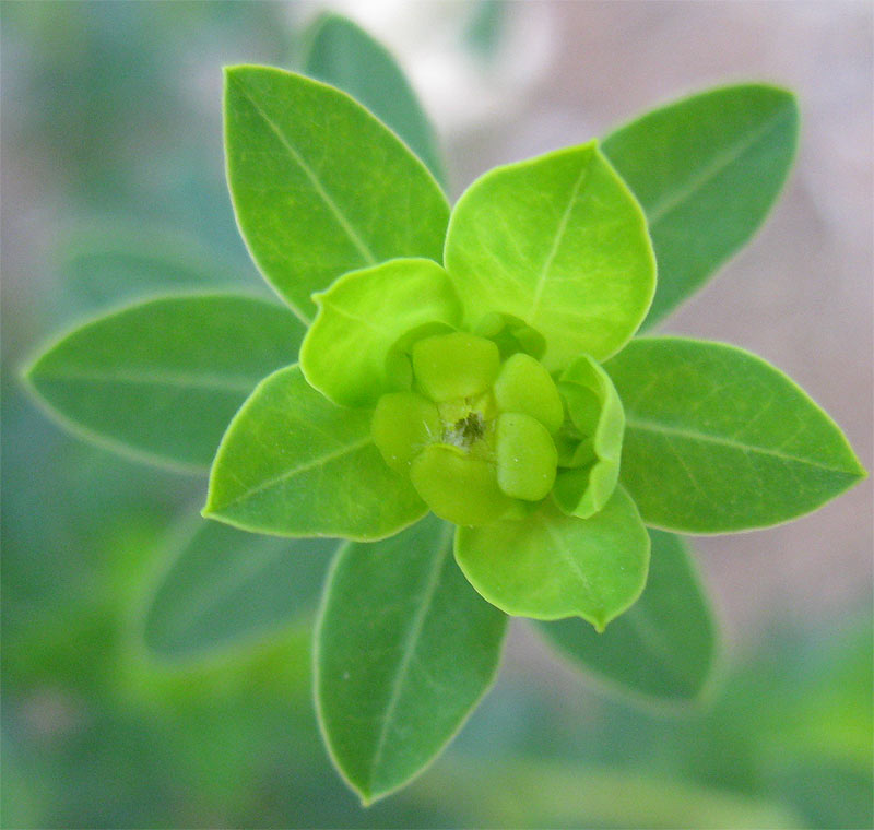 Изображение особи Euphorbia hierosolymitana.