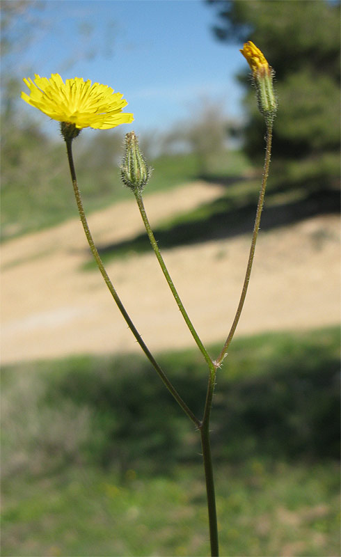 Image of Lagoseris sancta specimen.