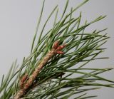 Pinus sylvestris. Верхушка веточки с покоящимися почками. Германия, г. Кемпен, у дороги. 03.03.2013.