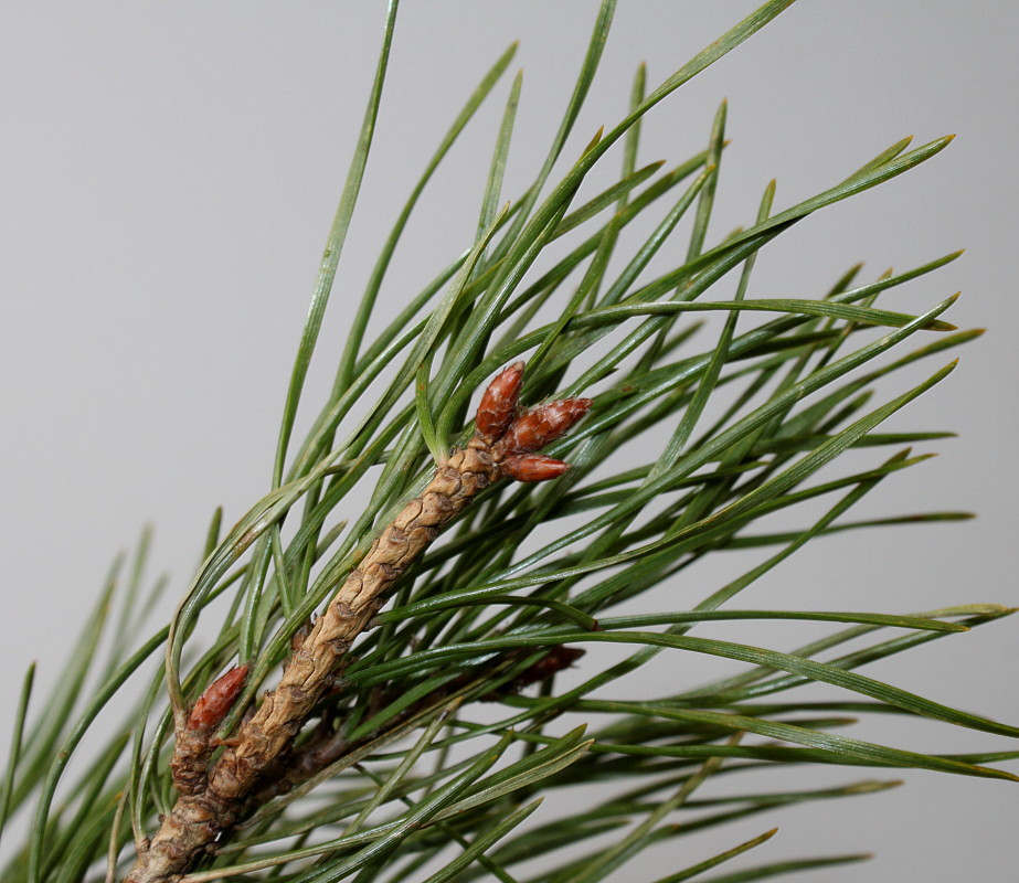 Изображение особи Pinus sylvestris.