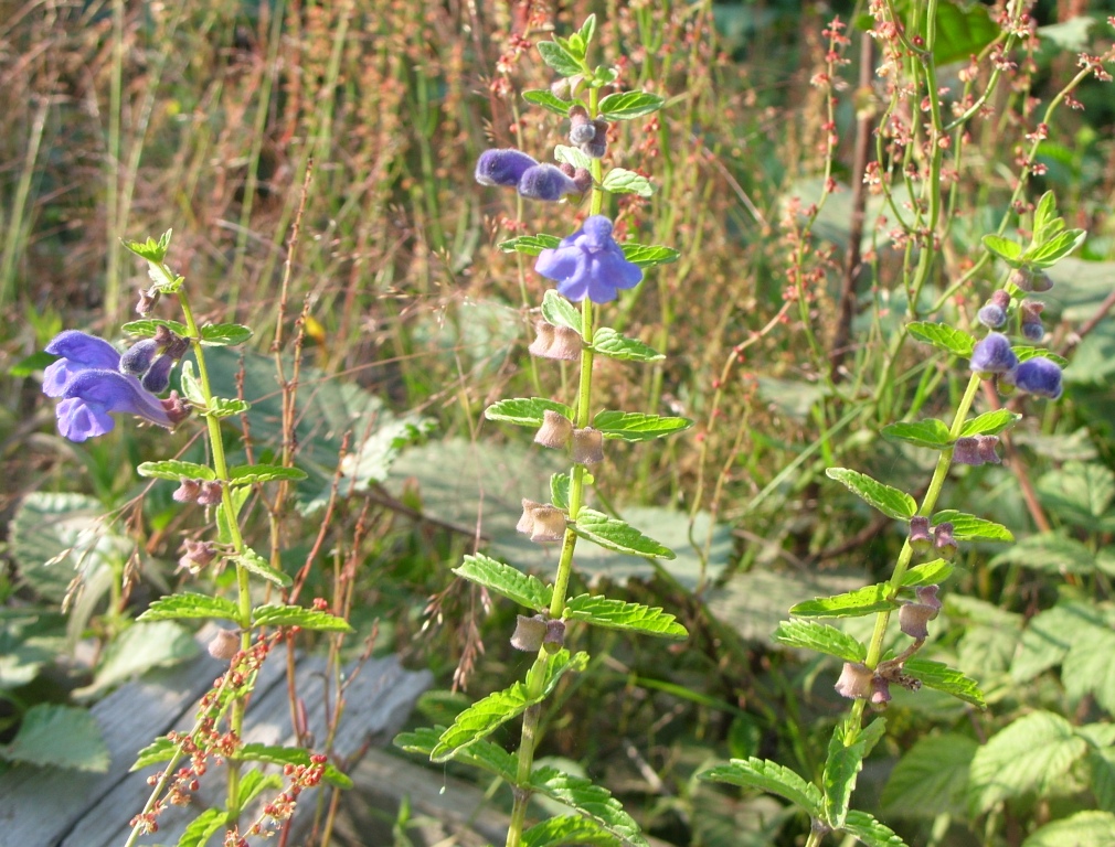 Image of Scutellaria tuminensis specimen.