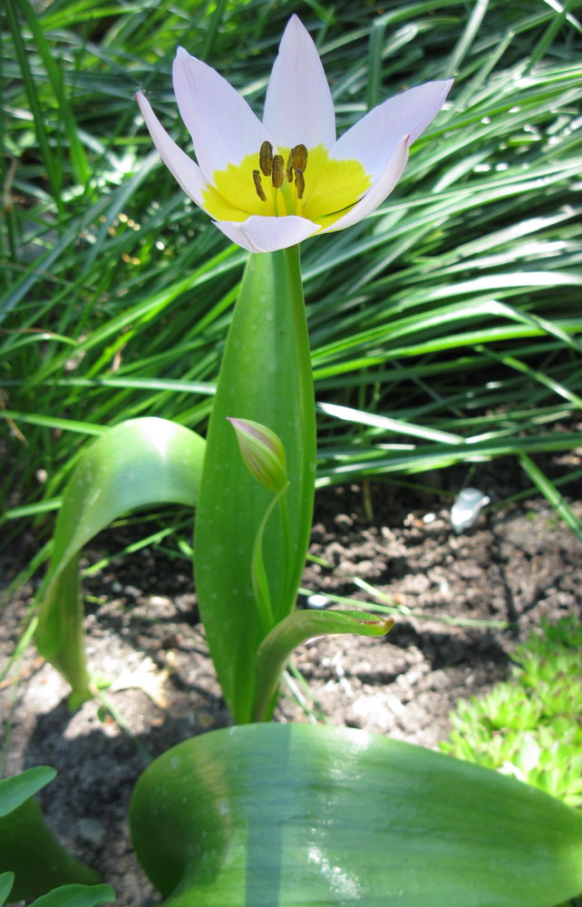 Image of Tulipa saxatilis specimen.