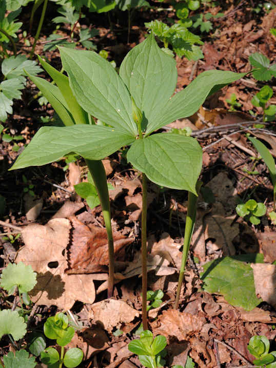 Изображение особи Paris quadrifolia.