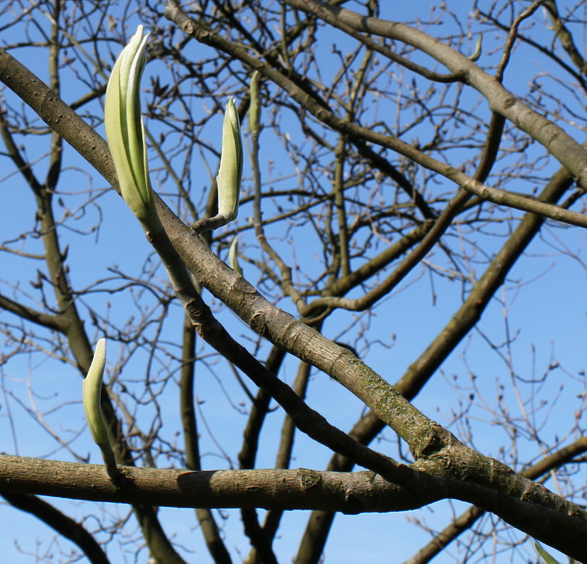 Изображение особи Magnolia macrophylla.