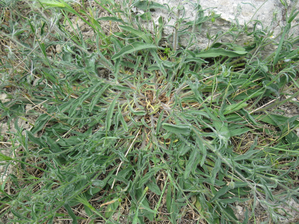 Image of Convolvulus cantabrica specimen.