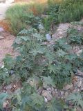 Смотреть изображение Ricinus communis