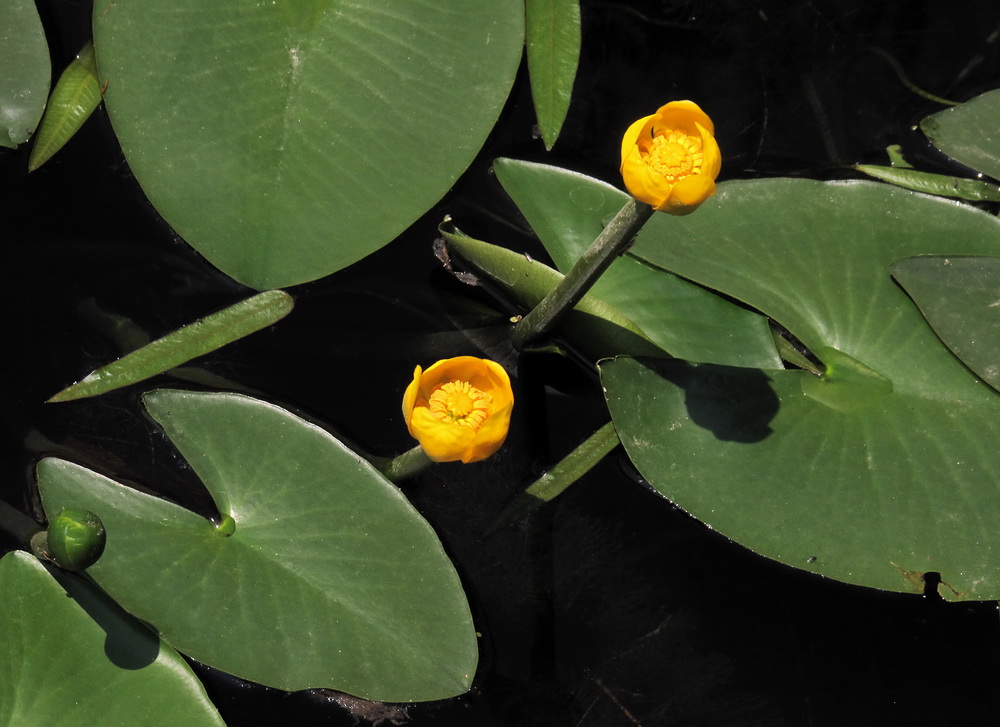 Про кубышку. Кубышка (Nuphar). Кубышка желтая (Nuphar lutea). Цветок кубышка малая. Кубышка малая Nuphar pumila.