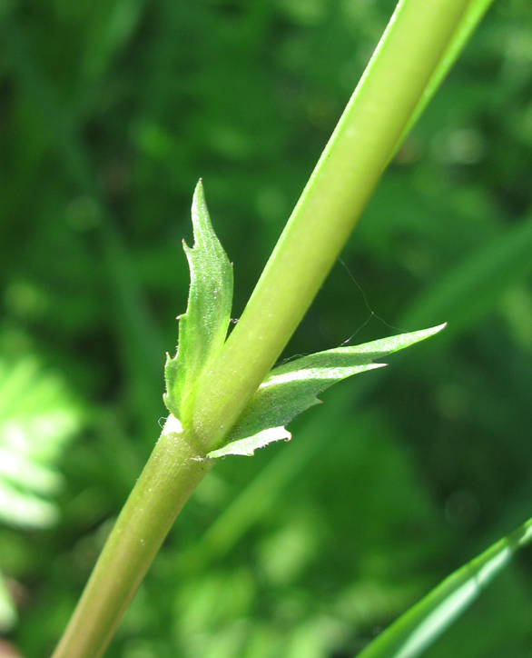 Image of Viola riviniana specimen.