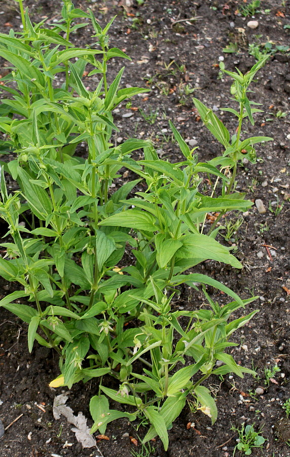 Image of Viola elatior specimen.