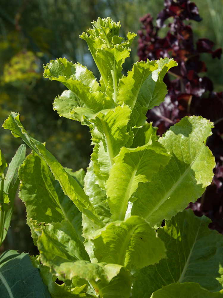 Image of Lactuca sativa specimen.