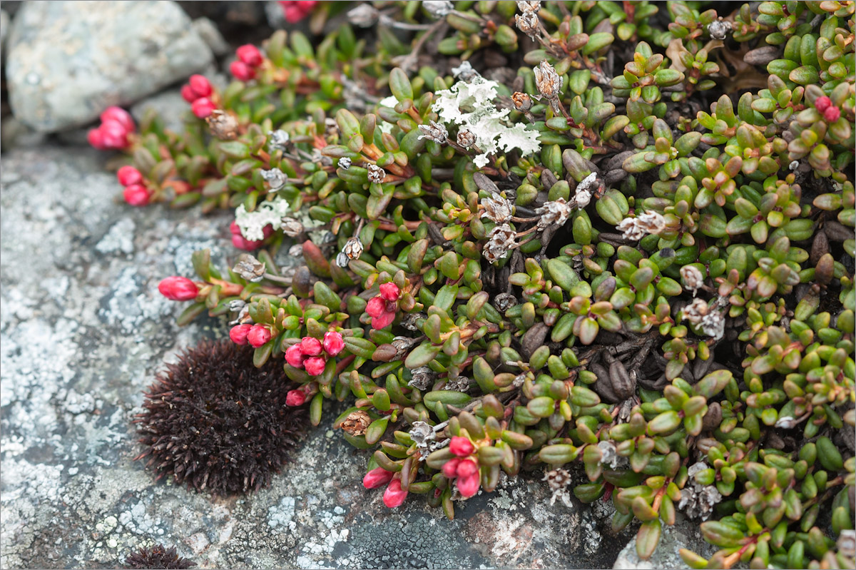 Image of Loiseleuria procumbens specimen.