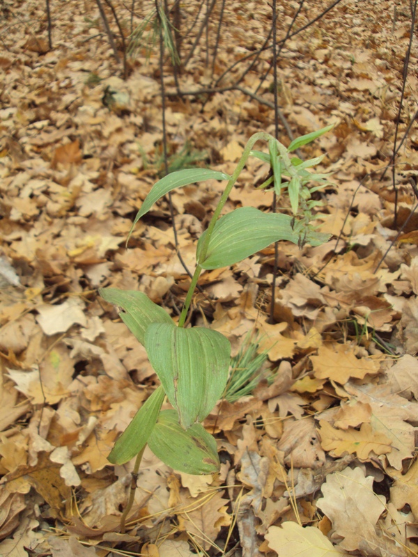 Image of Epipactis helleborine specimen.