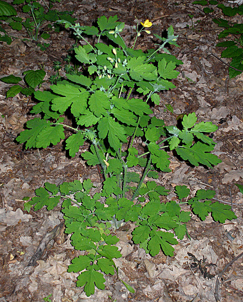 Изображение особи Chelidonium majus.