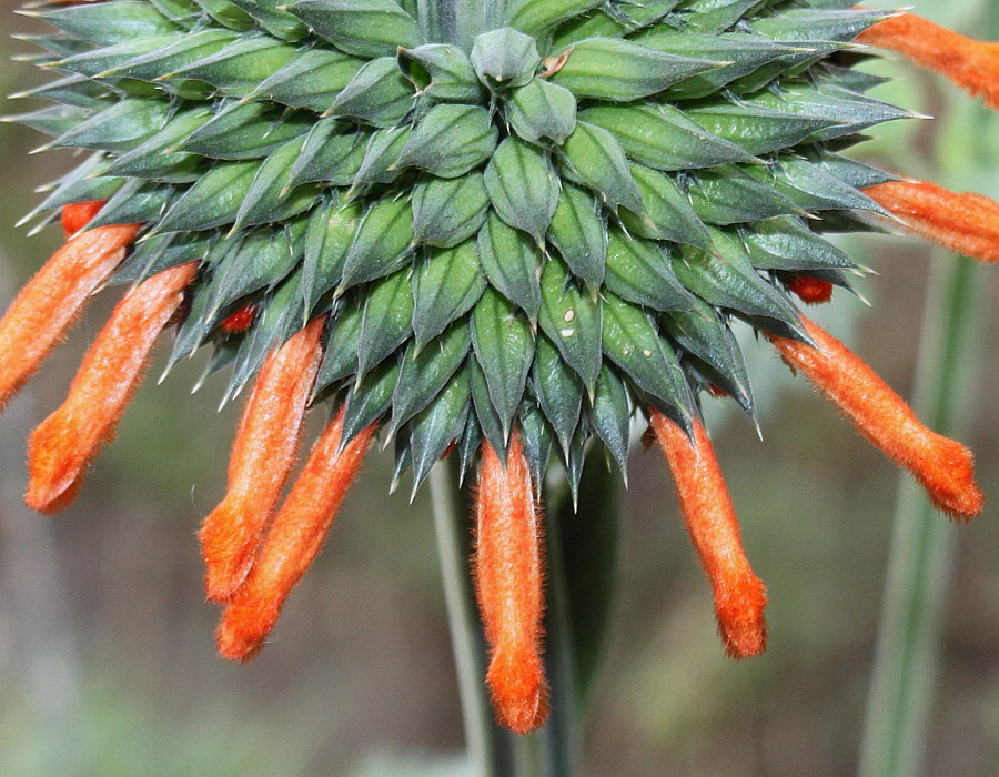 Изображение особи Leonotis leonurus.