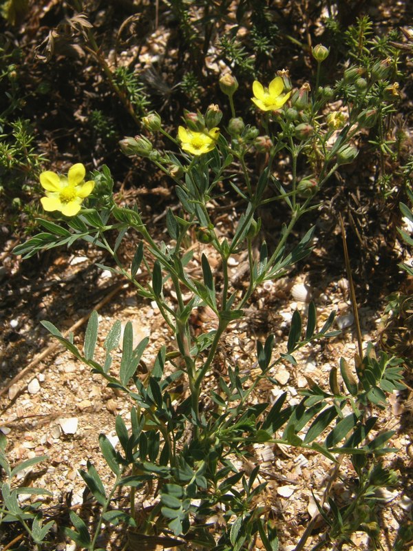 Image of Potentilla orientalis specimen.