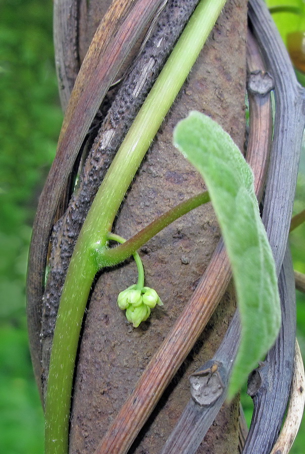 Image of Menispermum dauricum specimen.