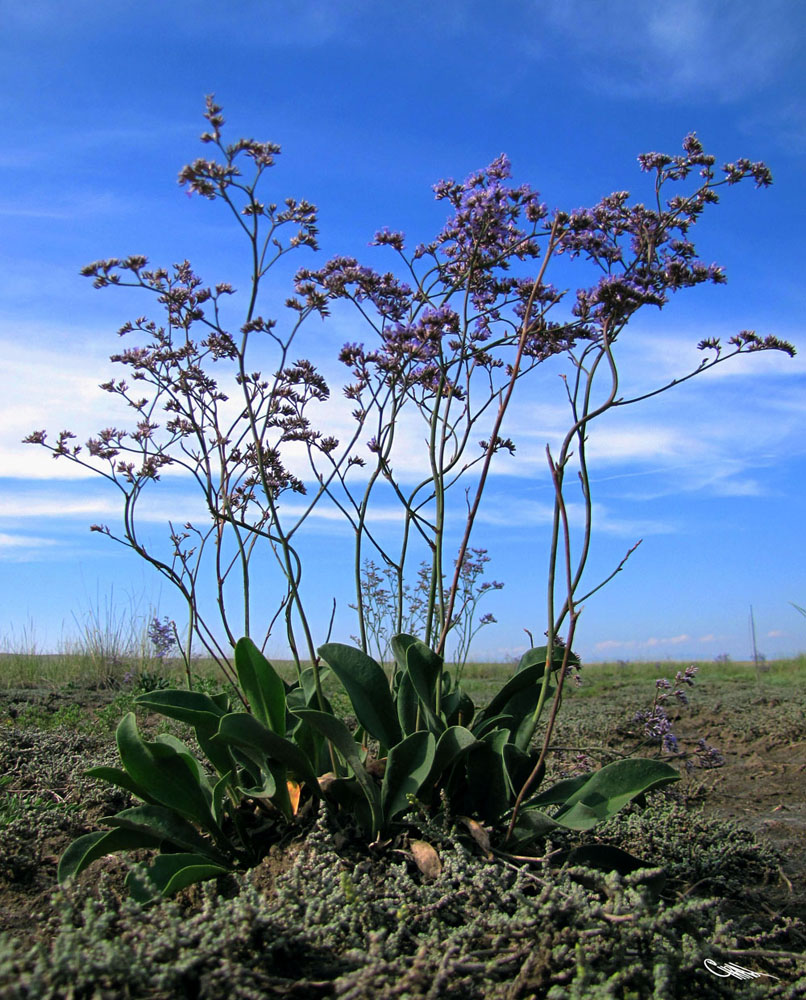 Изображение особи Limonium gmelinii.