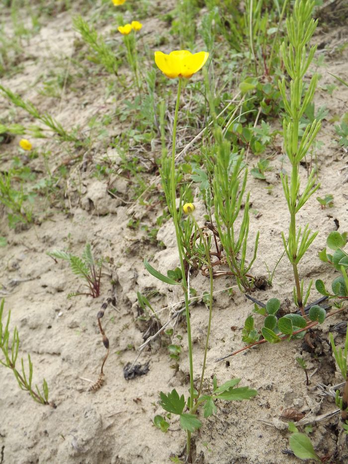 Изображение особи Ranunculus propinquus.