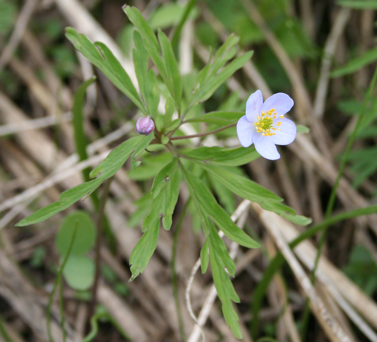 Image of Anemone caerulea specimen.